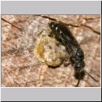 Sapyga decemguttata - Keulenwespe 03 9mm.jpg